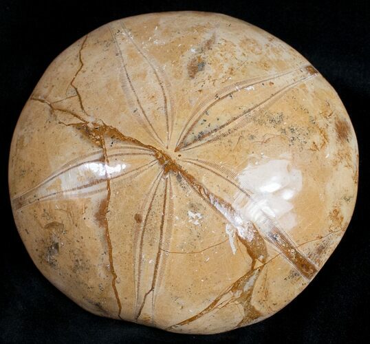 Large, Top Quality Polished Fossil Sand Dollar #11837